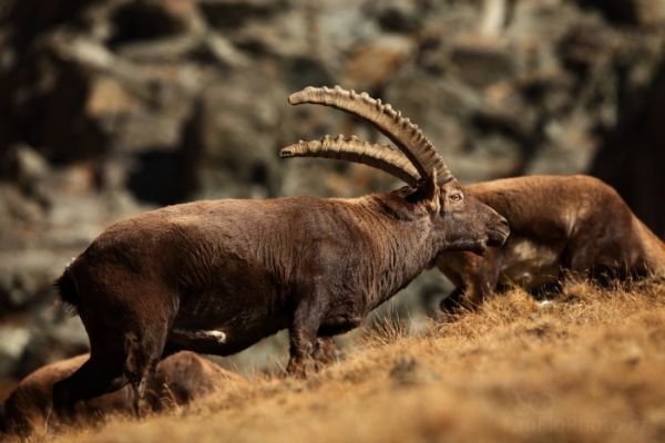 Kozorožec alpský a kamzík horský, návštěva podzimního Gran Paradisa