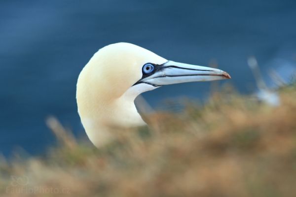 Helgoland a Dune, dva ostrovy v Severním moři