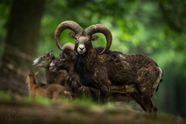 Muflon, návštěva u rohatých v mojí oblíbené oboře