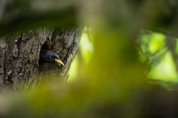 Špaček obecný, fotografování z přírodního krytu