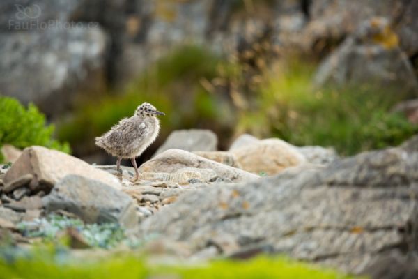 Racek bouřní, fotografování mláďat na pobřeží mezi kameny